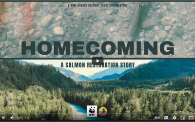 Homecoming: A Salmon Restoration Story
